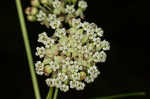 Whorled milkweed